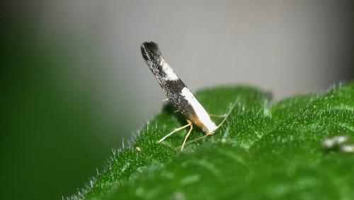 Argyresthia spinosella